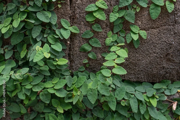 Fototapeta Ficus pumila, commonly known as the creeping fig or climbing fig, is a species of flowering plant in the mulberry family, native to East Asia (China, Japan, Vietnam) and naturalized in parts of the so