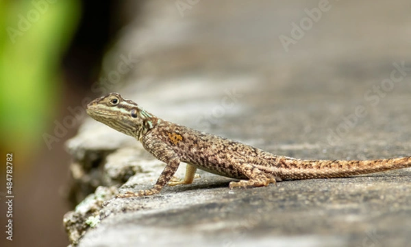 Obraz Juvenile Red-headed Agama lizard sits on a oolite wall