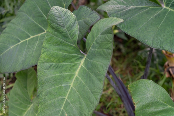 Fototapeta Alocasia is a genus of broad-leaved, rhizomatous, or tuberous perennial flowering plants from the family Araceae. There are 97 accepted species native to tropical and subtropical Asia and Eastern Aust