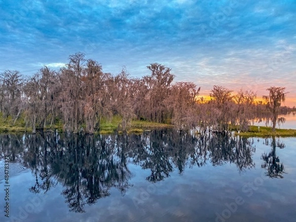 Fototapeta Reflection of Cypress trees in Cypress Cove at Lake Minnehaha in Clermont, Florida