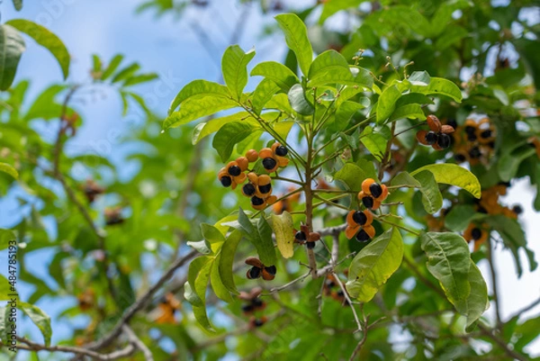 Obraz Harpullia pendula, known as the tulipwood or tulip lancewood is a small to medium-sized rainforest tree from Australia. The tree's small size, pleasant form and attractive fruit ensures the popularity