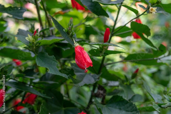 Fototapeta Malvaviscus is a genus of flowering plants in the mallow family, Malvaceae. Common names for species in this genus include Turk's cap mallow, wax mallow, sleeping hibiscus, and mazapan.