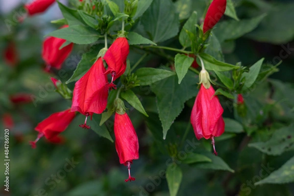 Obraz Malvaviscus is a genus of flowering plants in the mallow family, Malvaceae. Common names for species in this genus include Turk's cap mallow, wax mallow, sleeping hibiscus, and mazapan.