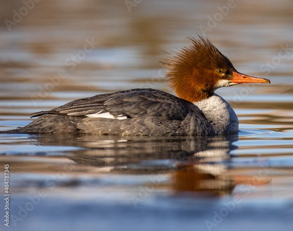 Fototapeta Common merganser hen