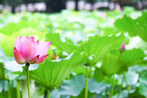 Obraz 一輪の蓮の花