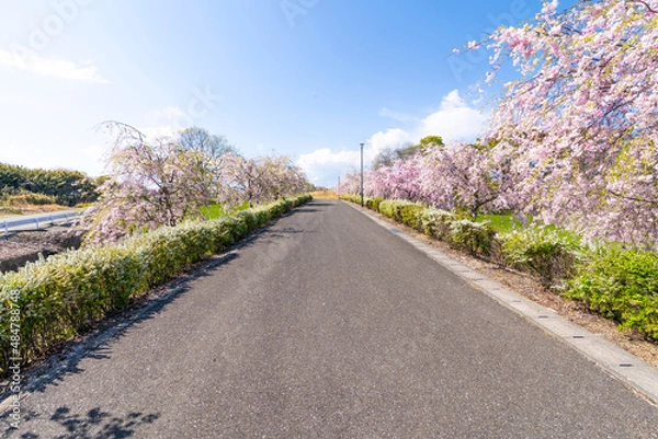 Obraz 桜を見ながらウォーキング