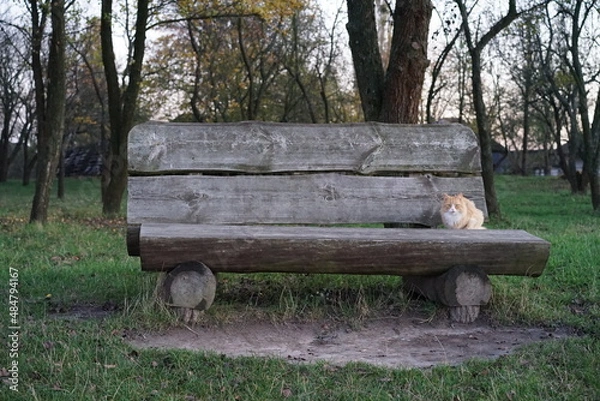 Obraz bench in the park