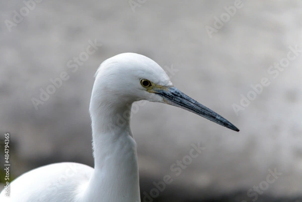 Obraz コサギ（小鷺）