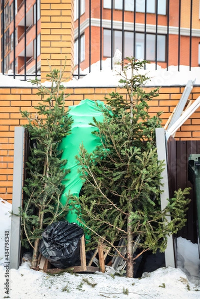 Fototapeta Discarded Christmas trees near trash cans in a residential area. After Christmas