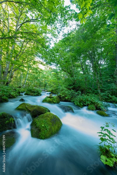 Obraz 奥入瀬渓流