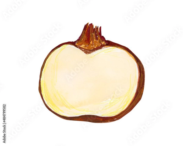 Obraz Watercolor hand drawn vegetable, isolated on white background