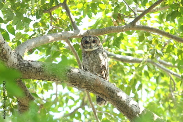 Fototapeta owl on tree