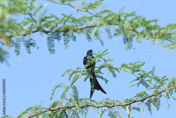 Obraz bird on a branch