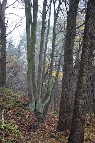 Fototapeta trees in the forest