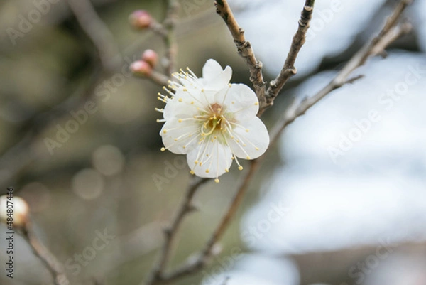 Fototapeta 梅の花
