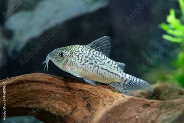 Obraz Corydoras sodalis