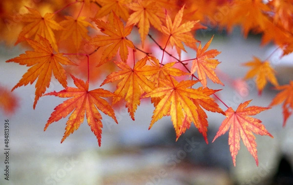 Fototapeta 紅葉のモミジ　葉模様