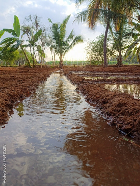 Fototapeta Surface irrigation method and irrigation look straight, Tamil Nadu