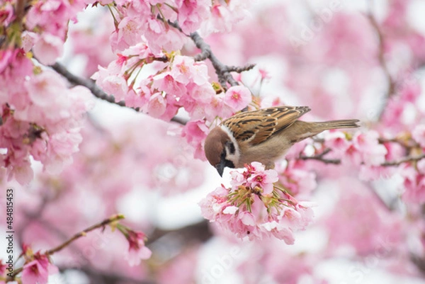 Fototapeta 桜の木に止まる雀
