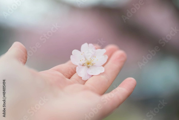 Obraz 手のひらに乗る桜の花