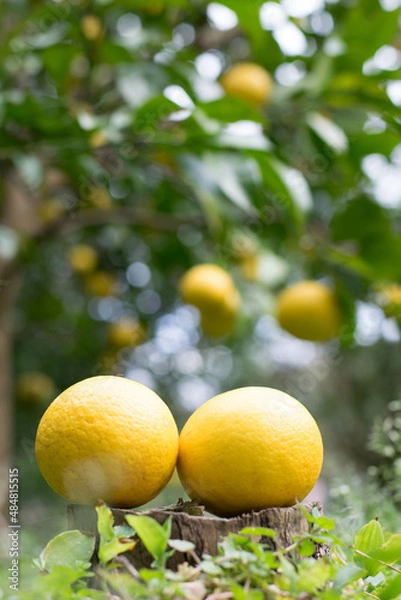 Fototapeta 農園の木になるオレンジ