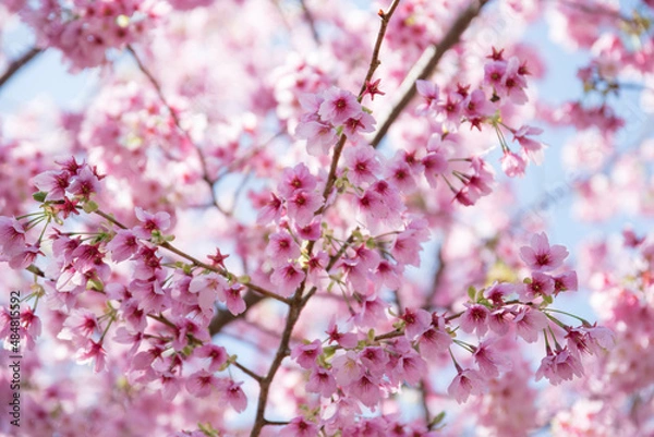 Obraz 青空と満開の桜