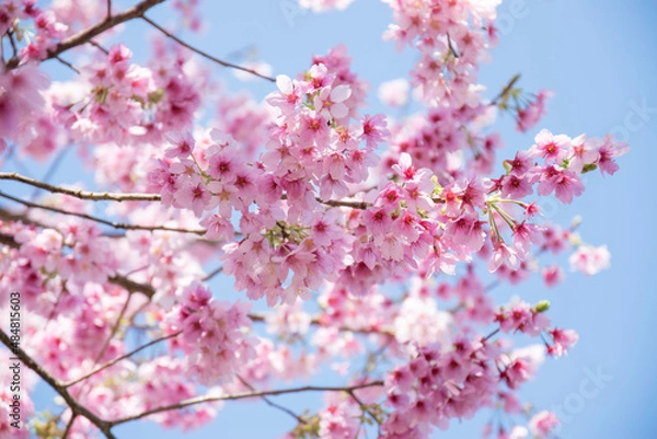 Obraz 青空と満開の桜