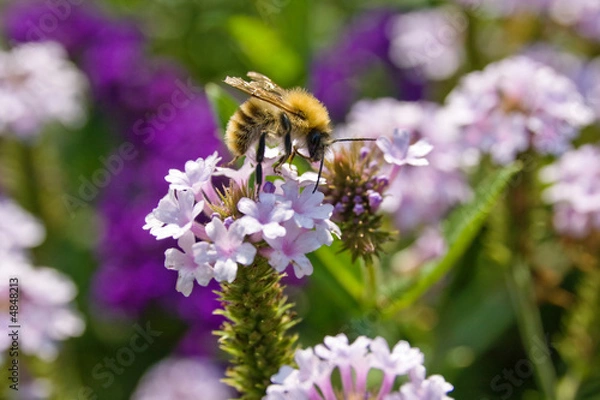 Fototapeta pollinate