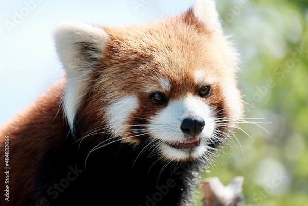 Fototapeta レッサーパンダ