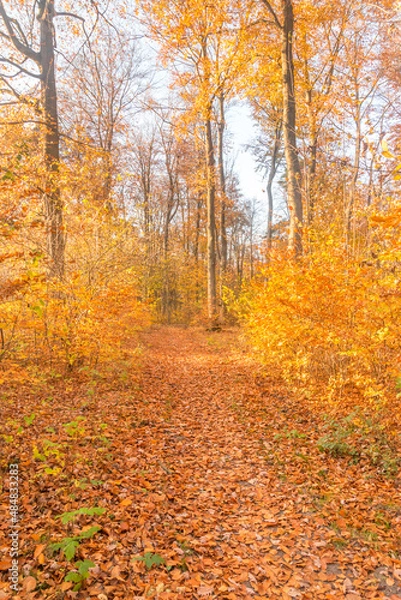 Fototapeta The path between autumn trees and leaves.