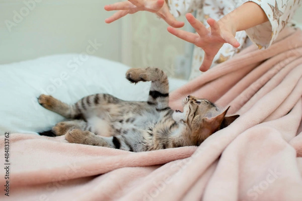Fototapeta A child is playing with a cat at home on the bed. Children and pets