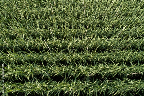 Obraz Aerial view of sugarcane plants growing at field