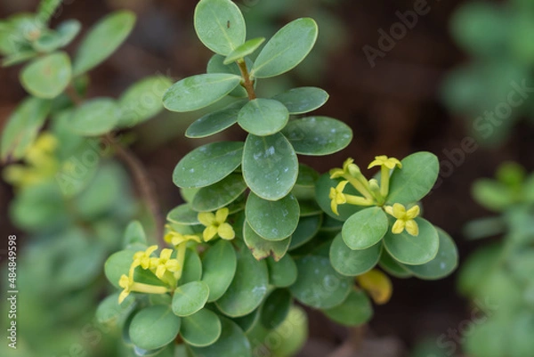 Fototapeta Wikstroemia uva-urs, This ʻākia, in particular, has been a popular choice for many years now in landscapes in Hawaiʻi. The decorative foliage and the red, orange or yellow fruit make this species a va