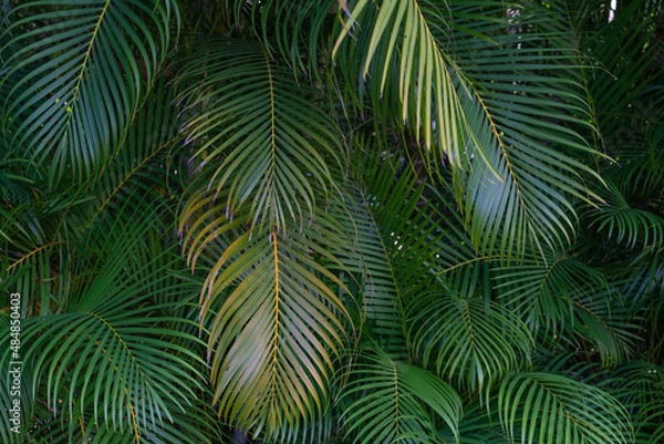 Fototapeta Dypsis lutescens, also known as golden cane palm, areca palm,  yellow palm,  butterfly palm,  or bamboo palm,  is a species of flowering plant in the family Arecaceae