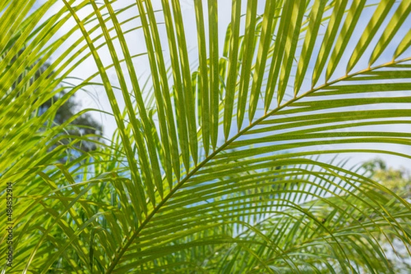Obraz Phoenix roebelenii, with common names of dwarf date palm, pygmy date palm, miniature date palm or robellini palm, is a species of date palm native to southeastern Asia, from southwestern China (Yunnan