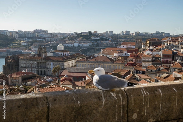 Obraz Seagull on a viewpoint in Porto, Portugal