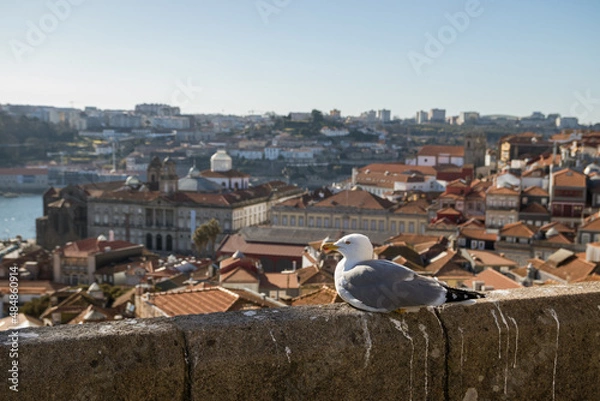 Obraz Seagull on a viewpoint in Porto, Portugal