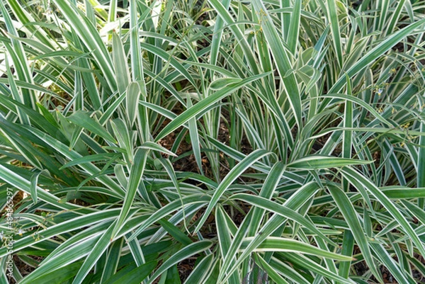 Obraz Dianella ensifolia (Variegated flax lily) Dianella is a genus of about forty species of flowering plants in the monocot family Asphodelaceae and are commonly known as flax lilies. Waikiki Hawaii
