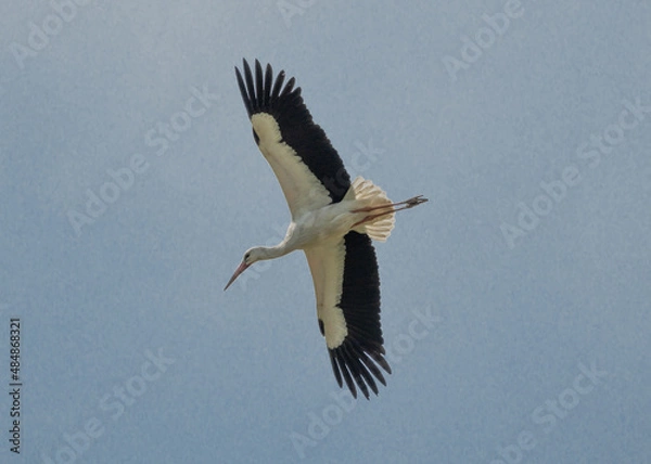 Obraz Storch in Flug