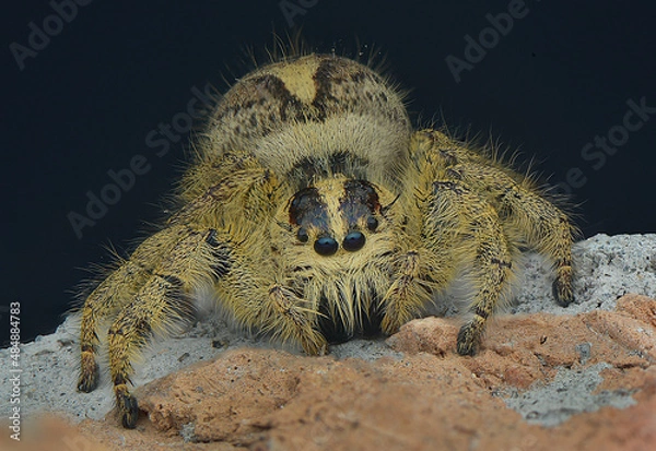 Fototapeta Jumping Spider