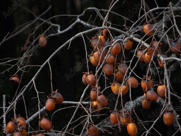 Obraz 冬の柿の木