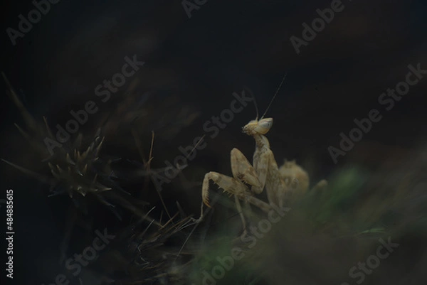 Obraz Praying Mantis