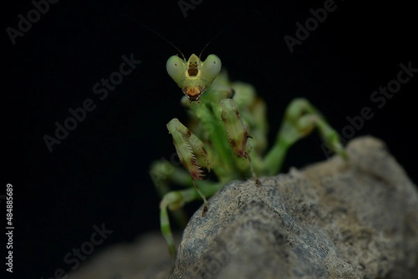 Fototapeta Praying Mantis