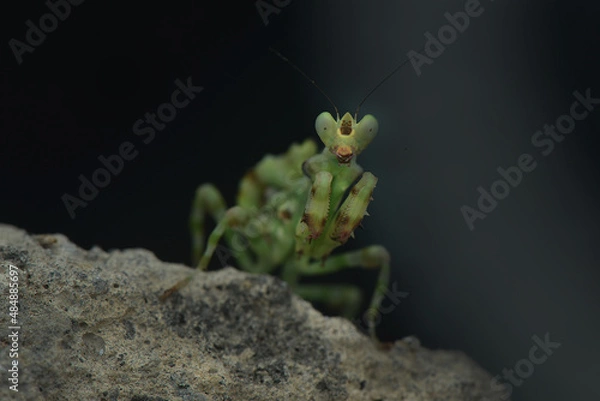 Obraz Praying Mantis