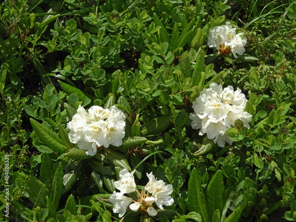 Obraz ハクサンシャクナゲ