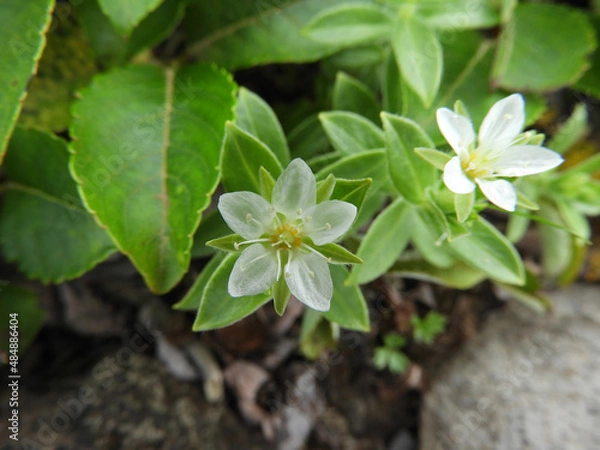 Obraz チョウカイフスマ