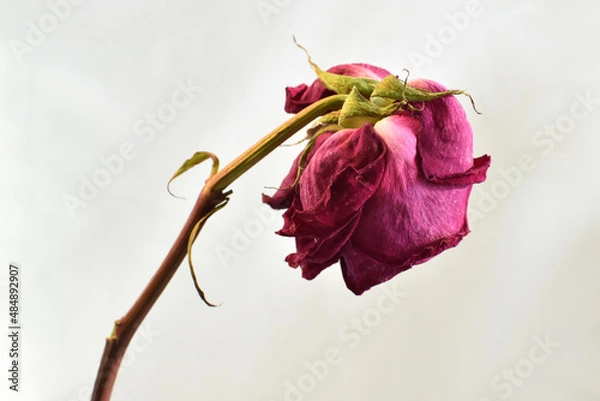 Obraz There is a withered rose on the white background