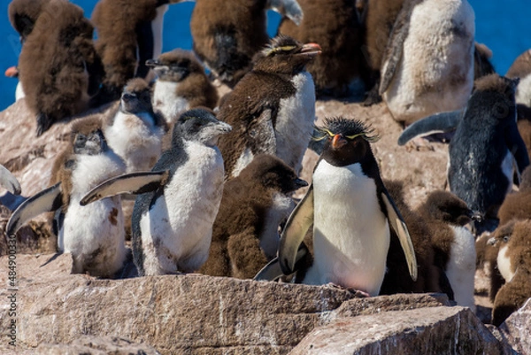 Fototapeta rock hopper young penguin on the cliffs in Falkland Islands, South Atlantic 