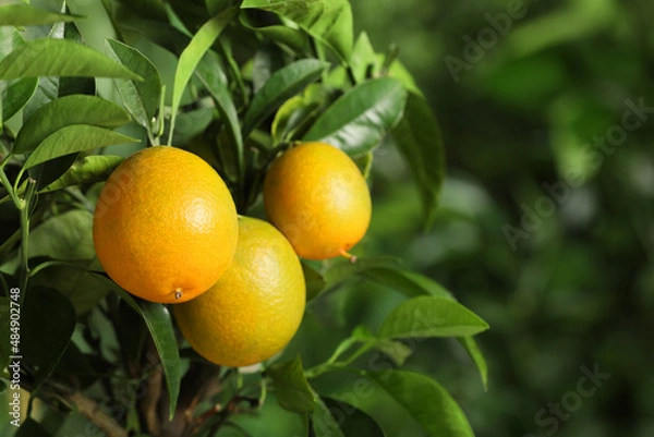 Fototapeta Closeup view of lemon tree with ripe fruits outdoors