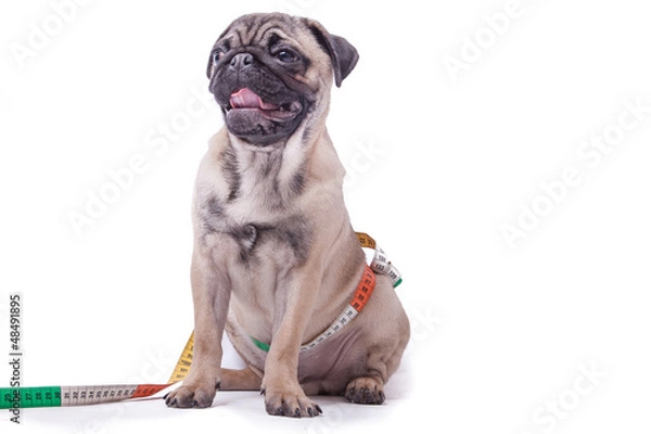 Fototapeta Mops mit Idealmaßen